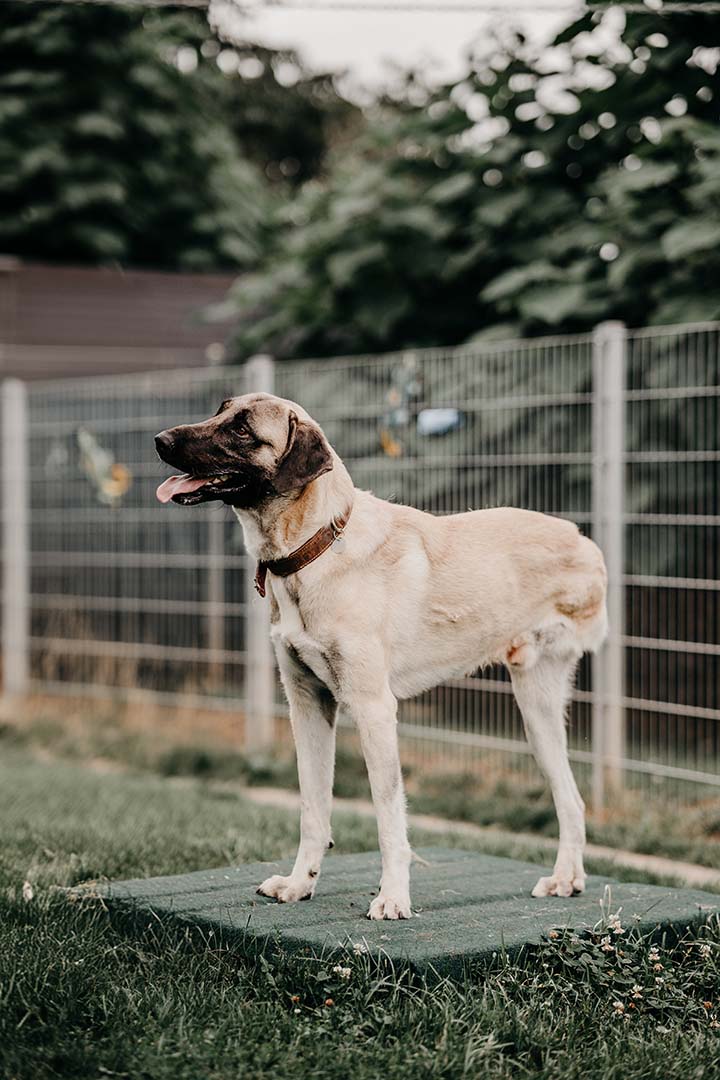 franziska_schaeren_schweiz_dog_bandi_Image_12